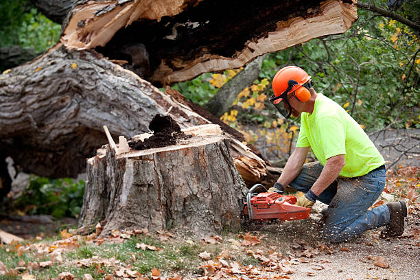 Best Large Tree Removal  in Fuquay Varina, NC